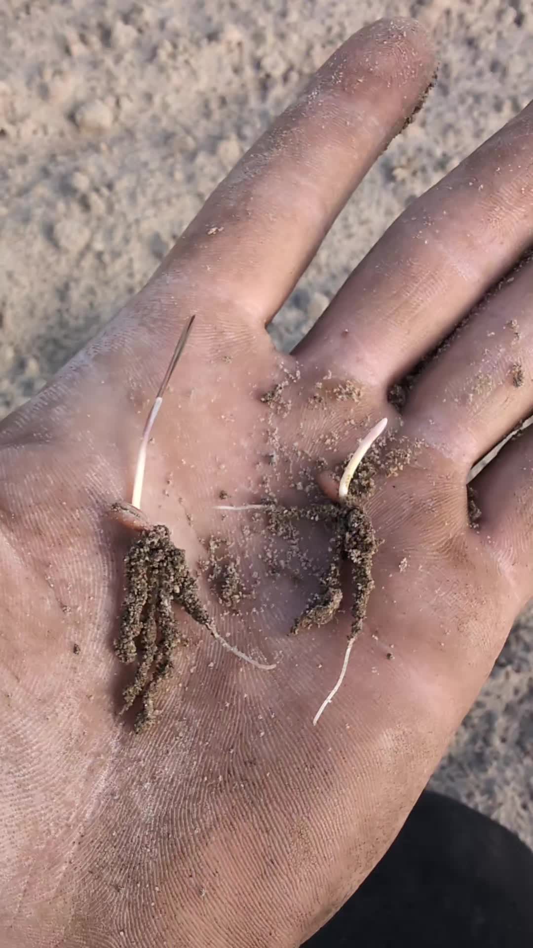 @agronom_amator