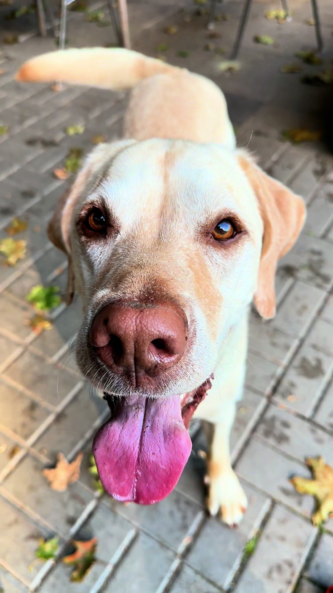@harzerhunde