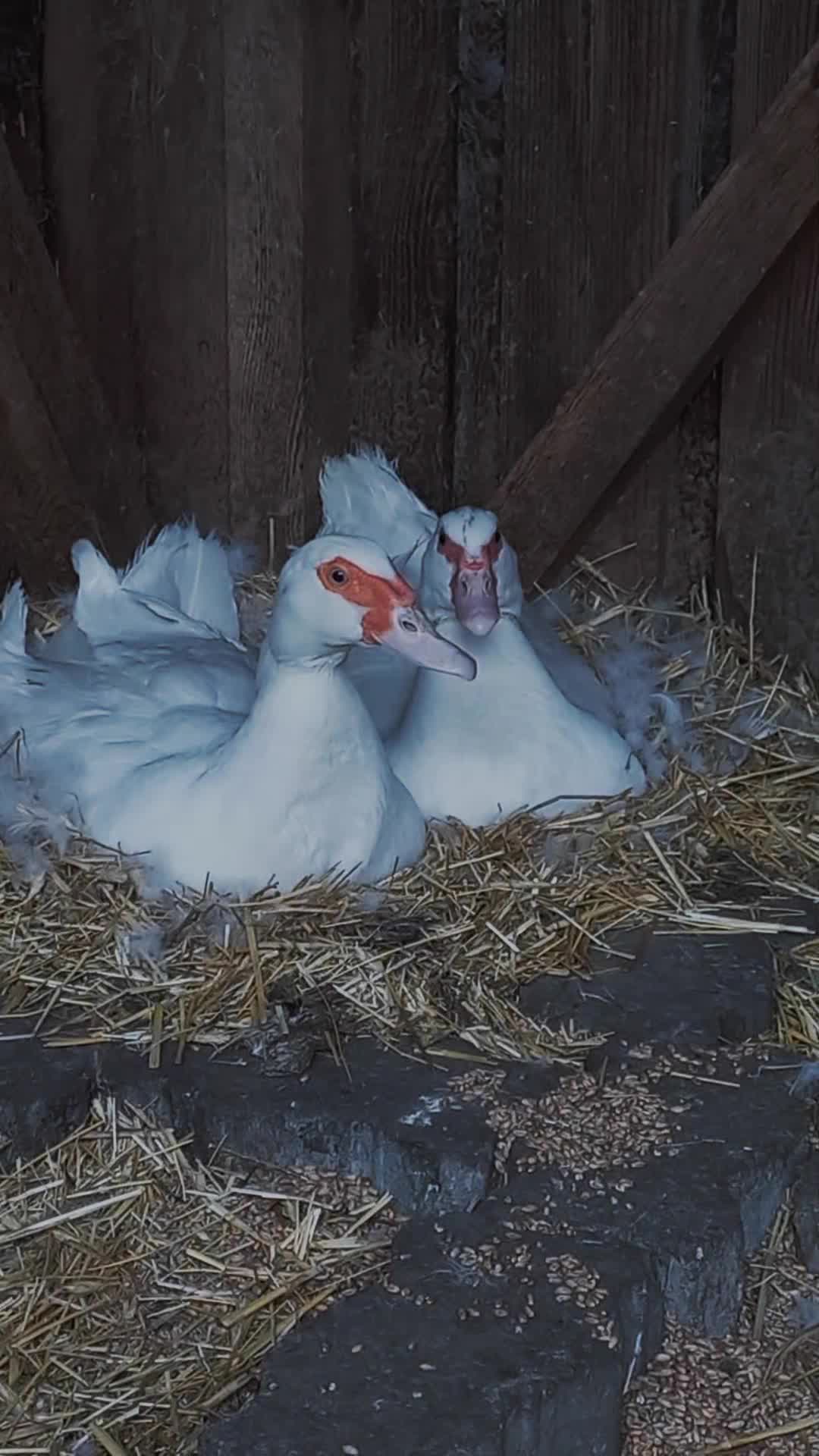 @🦚🆃𝓲𝓮𝓻🅿𝓪𝓻𝓴🆃𝓸𝓴🦚
