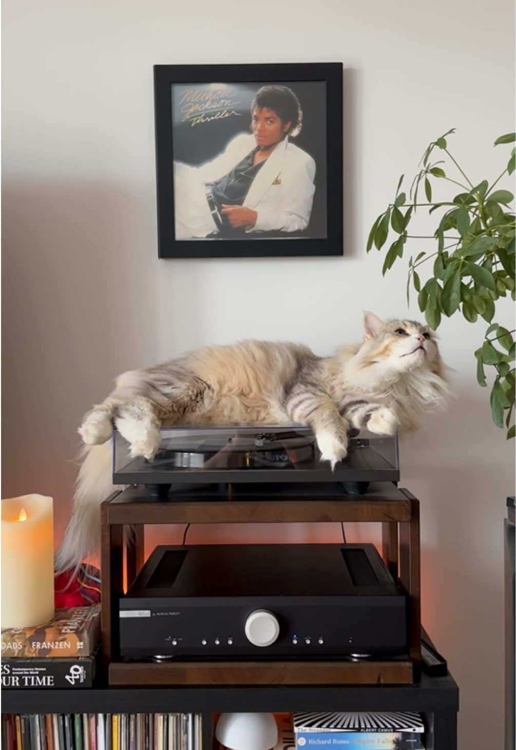 @Leon The Vinyl Cat