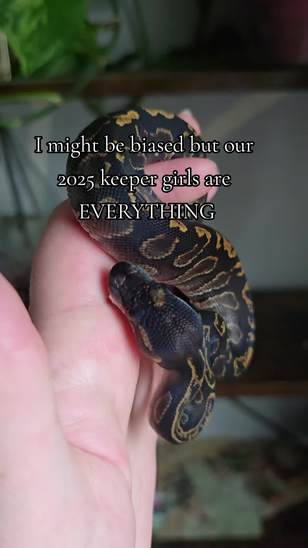 @MoonlitMorphs