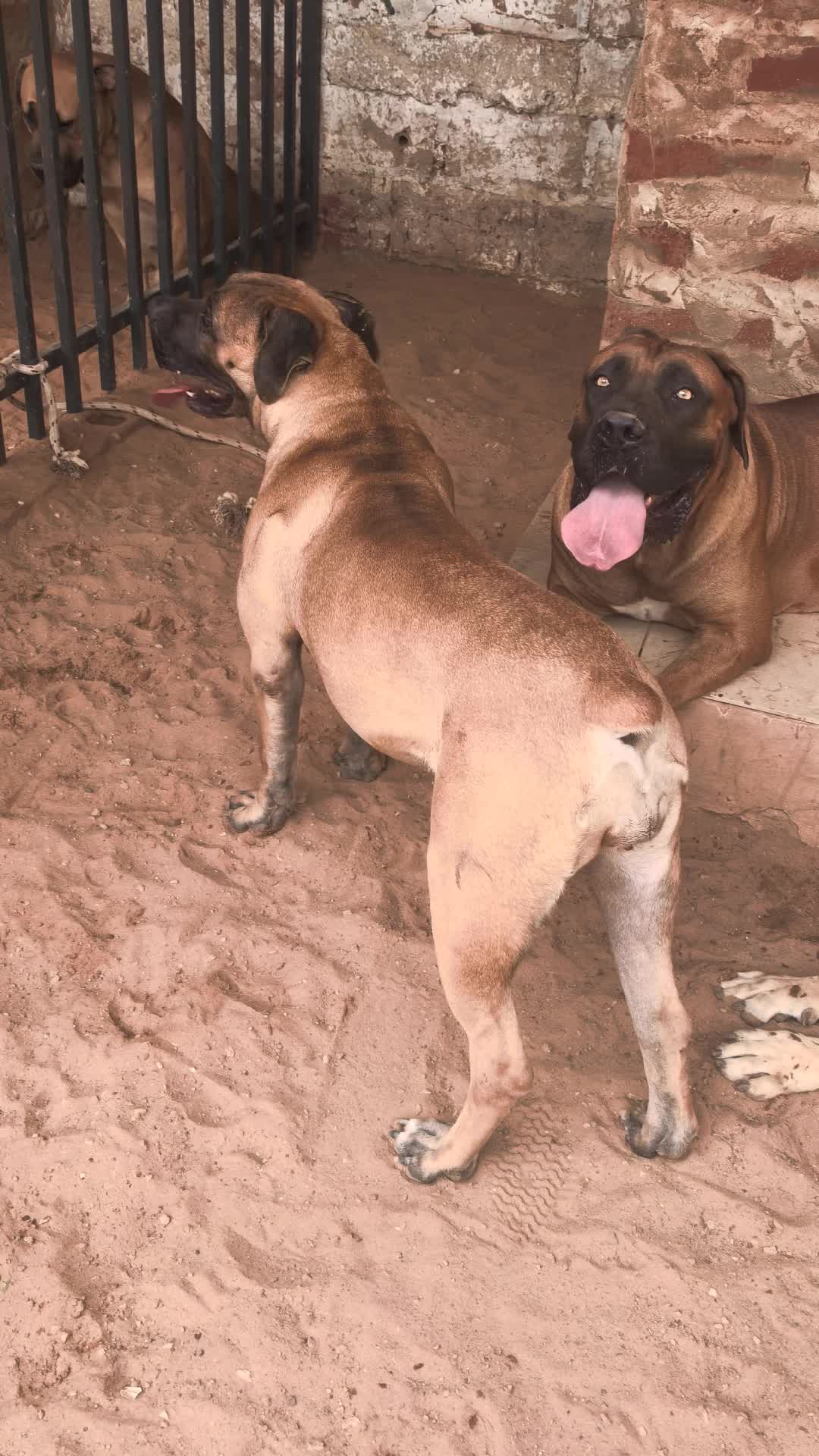 @Irie Boerboels Sn