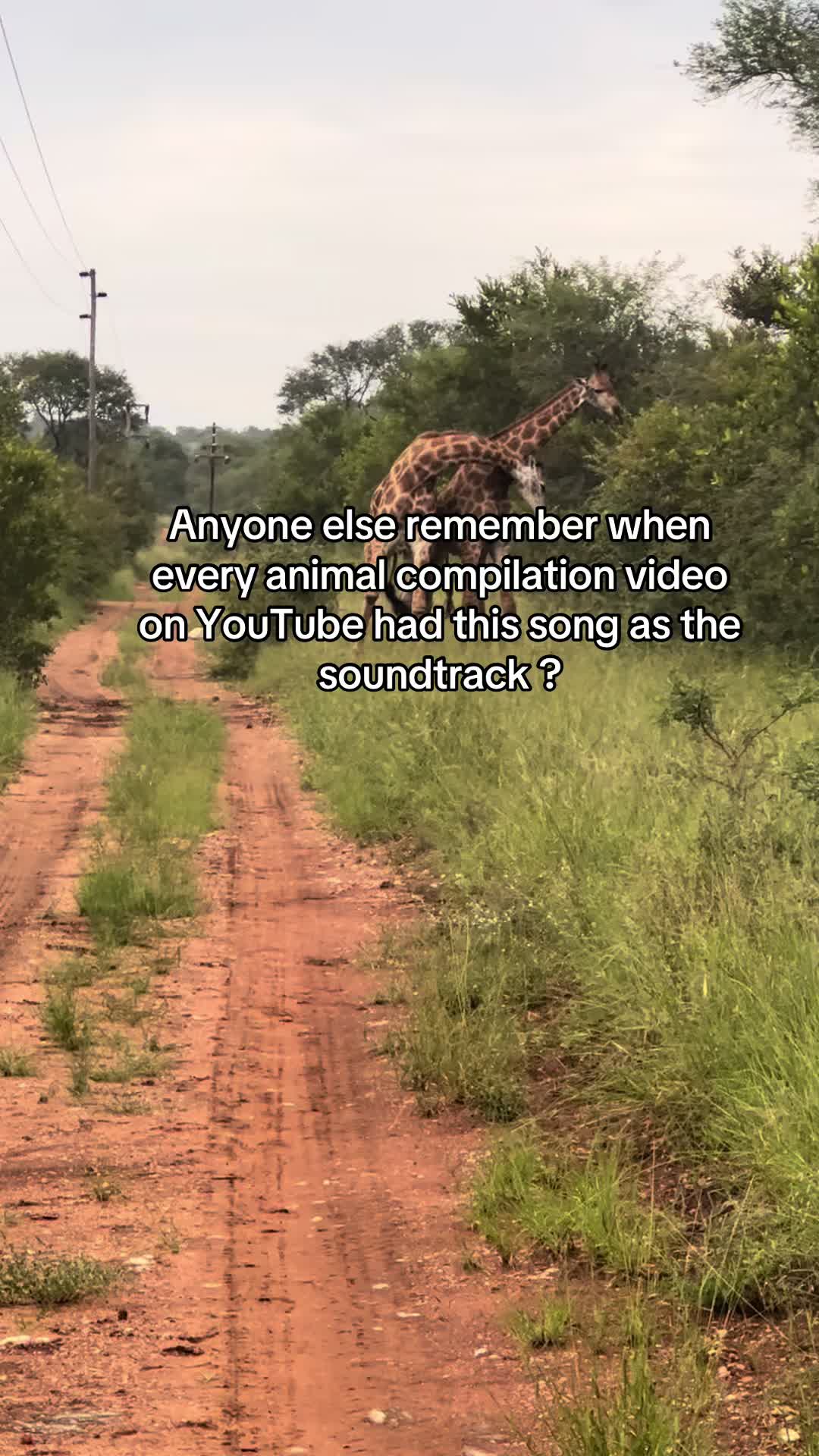 @Johns Jungle