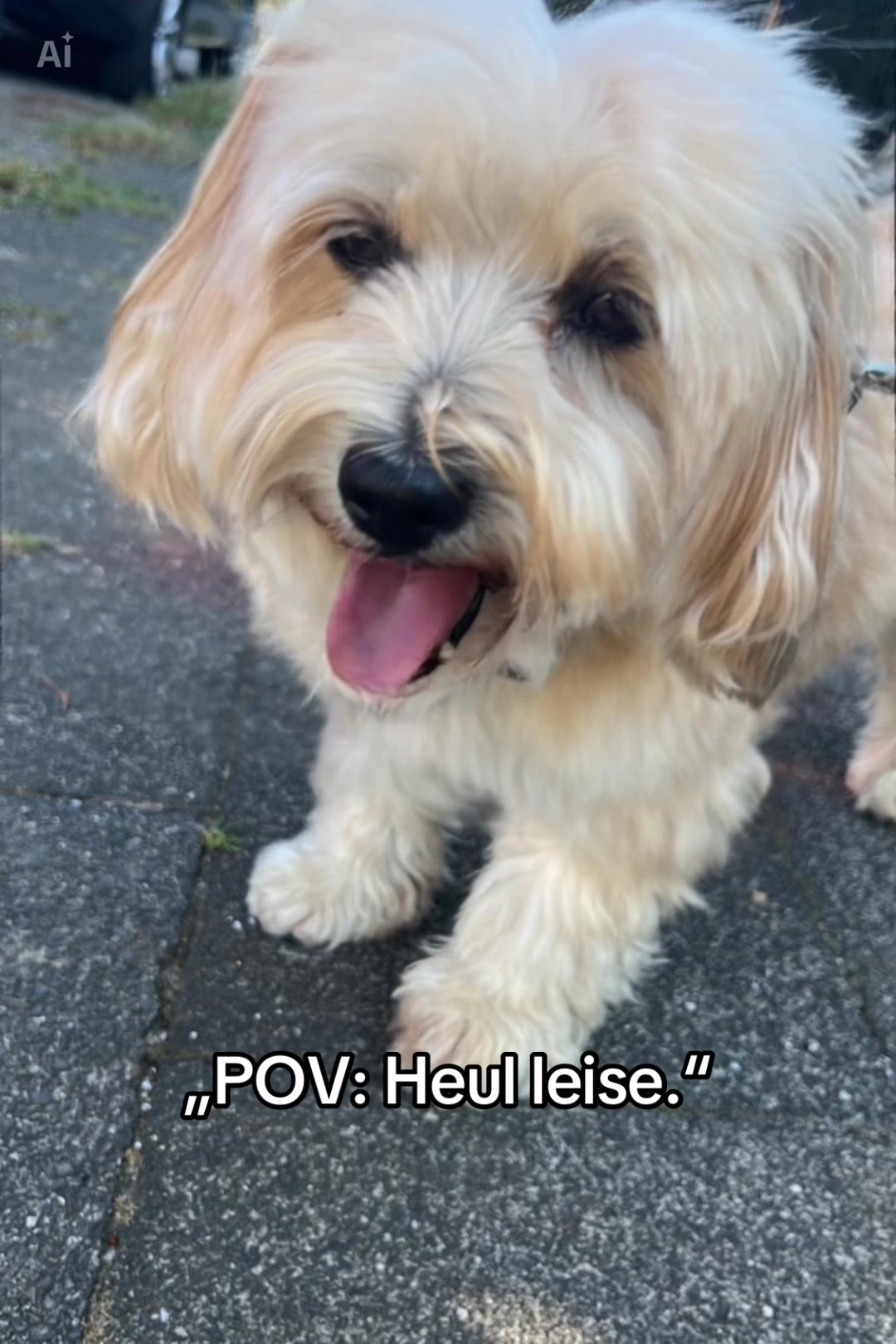 @DogMilow