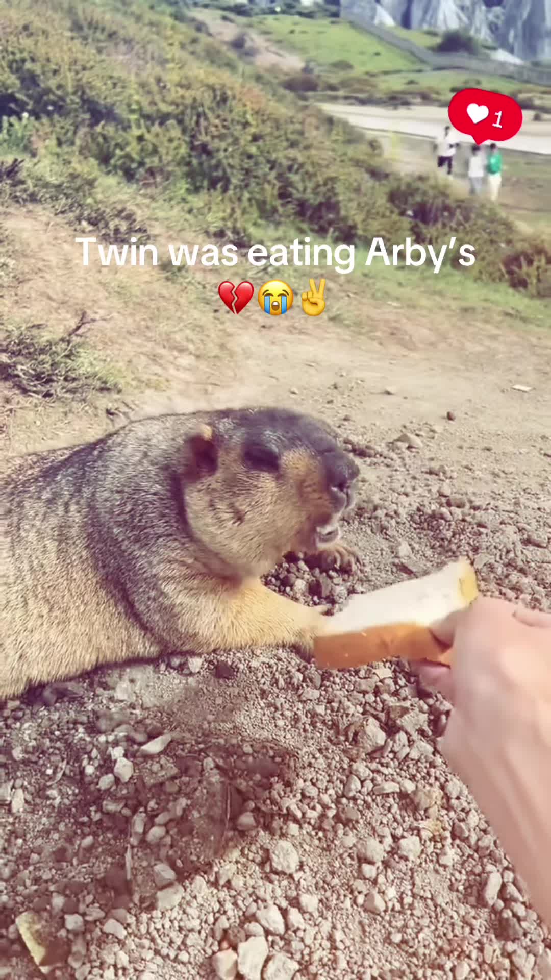 @dailymarmot00