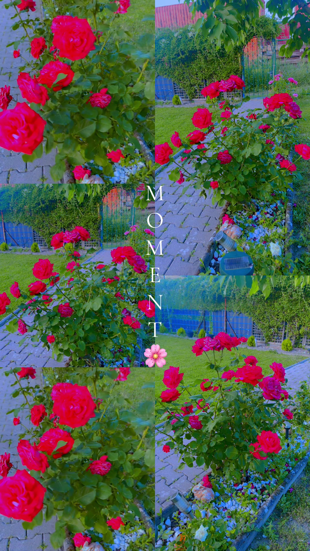 @🦋Sham🦋