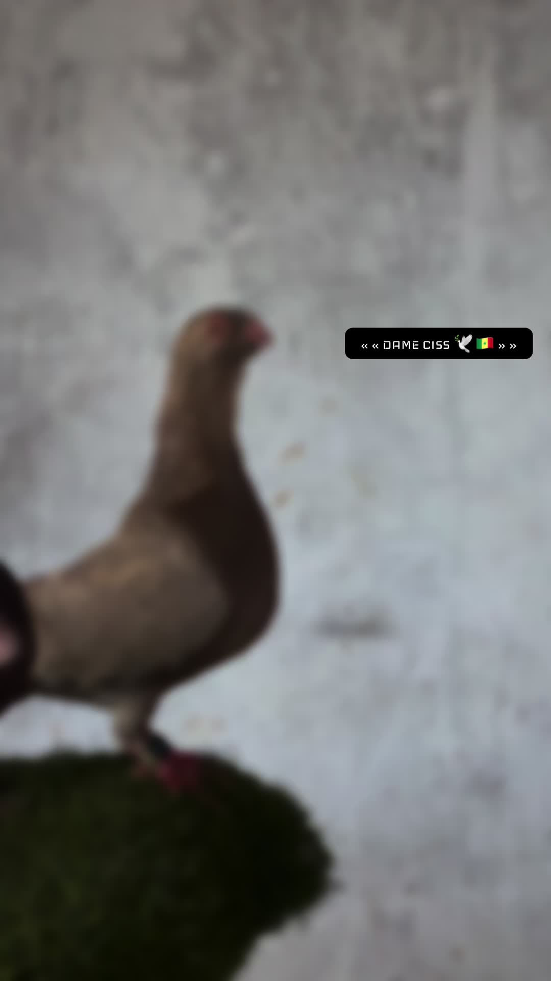 @DAME CISS🕊️🇸🇳