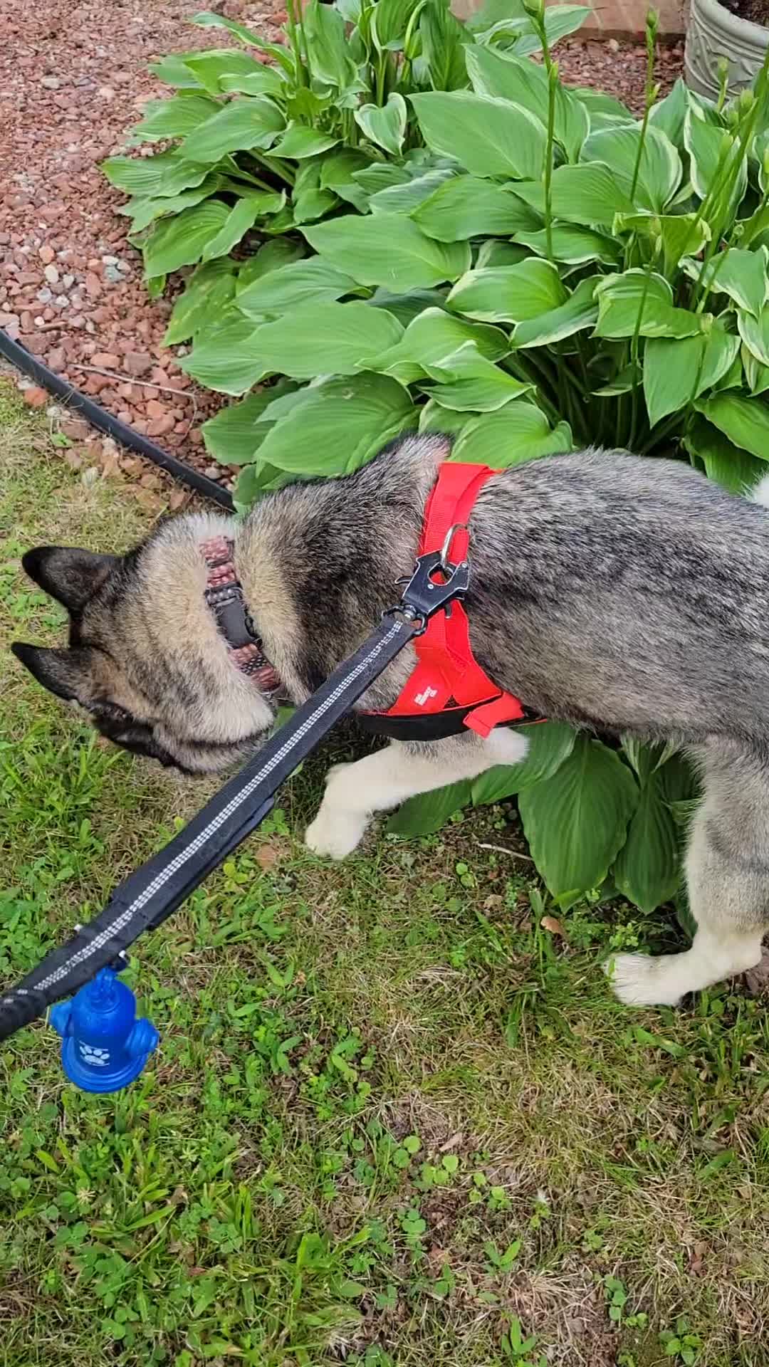 @the Hussey Husky ❌️