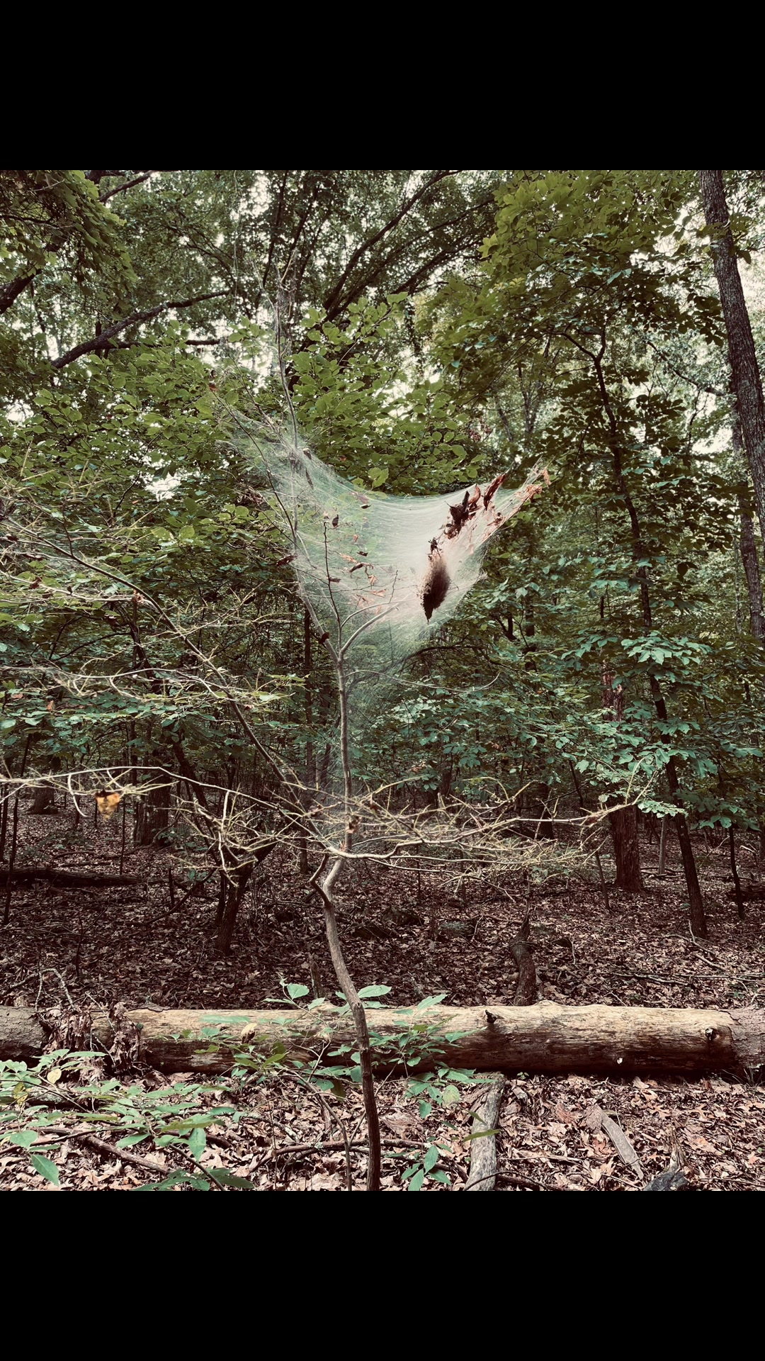 @the.hermit