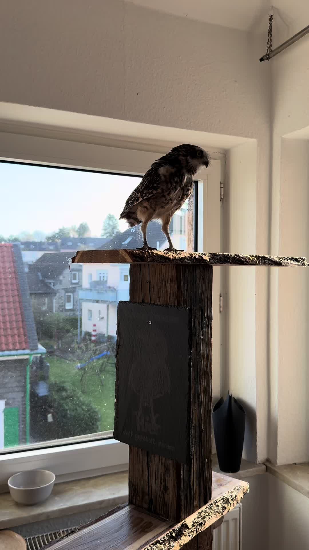 @Kreischhuhn Karma 🦉