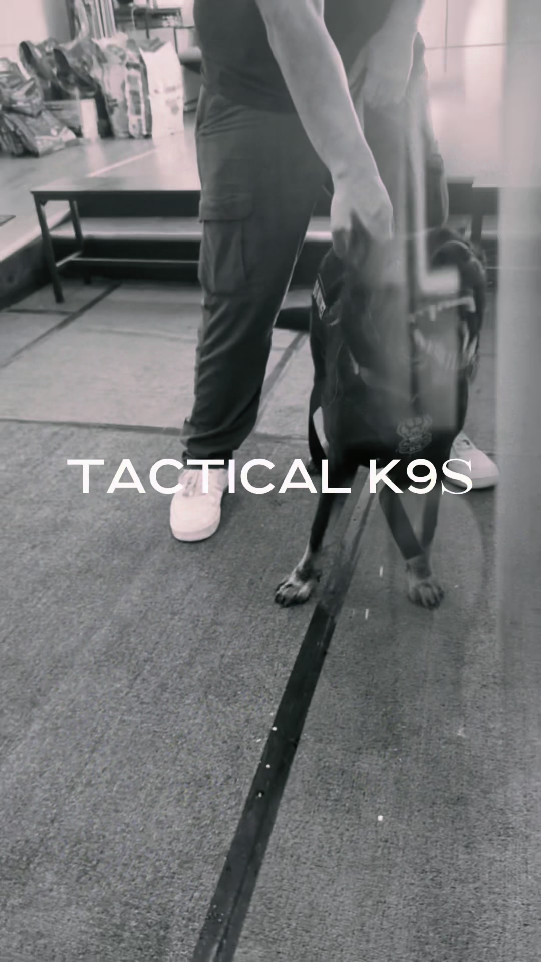@Tactical K9s Dog Training