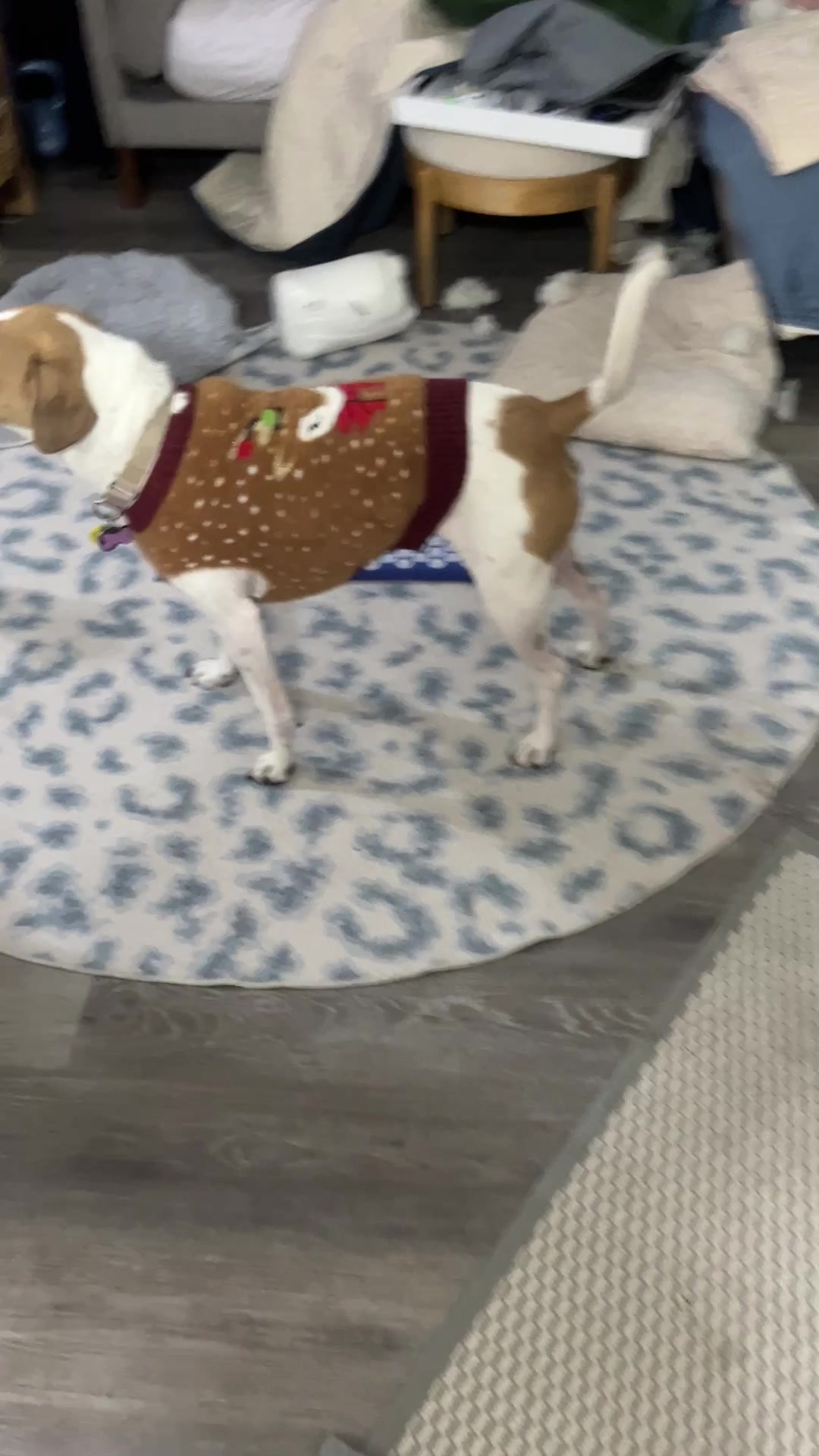 @parkcirclepetconcierge