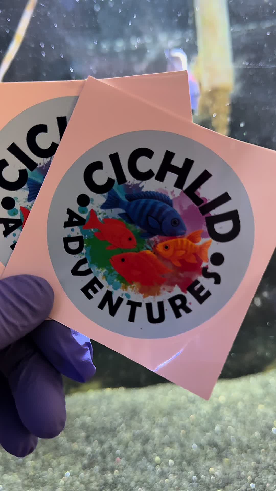 @Cichlid Adventures