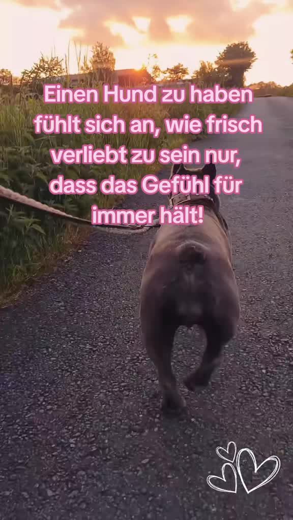 @FrenchieFrieda