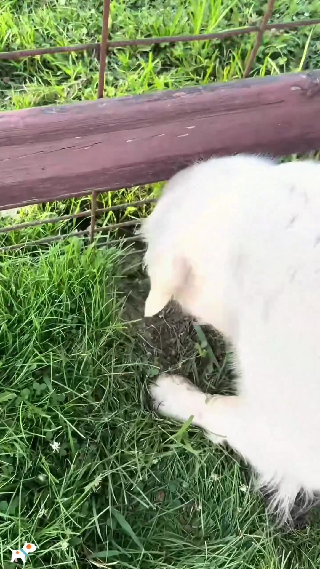 @SneakyFails