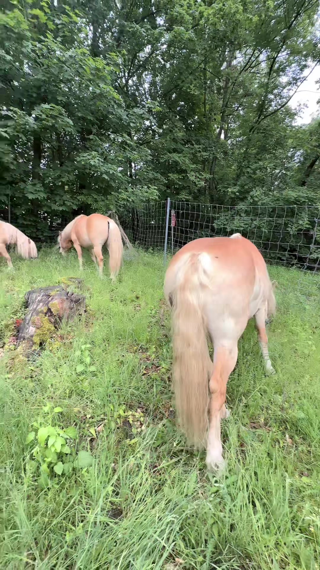 @HafiHorse2