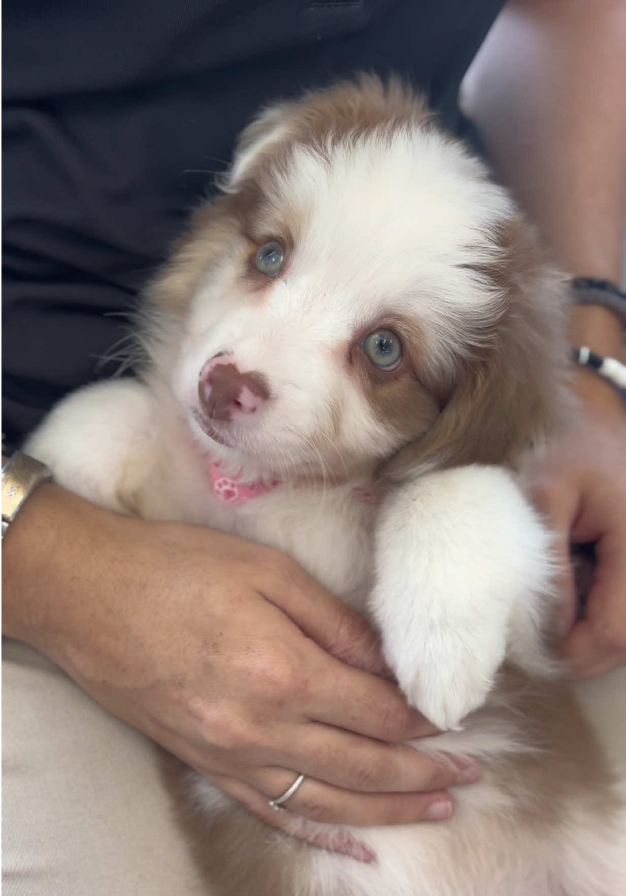 @Petland Bradenton