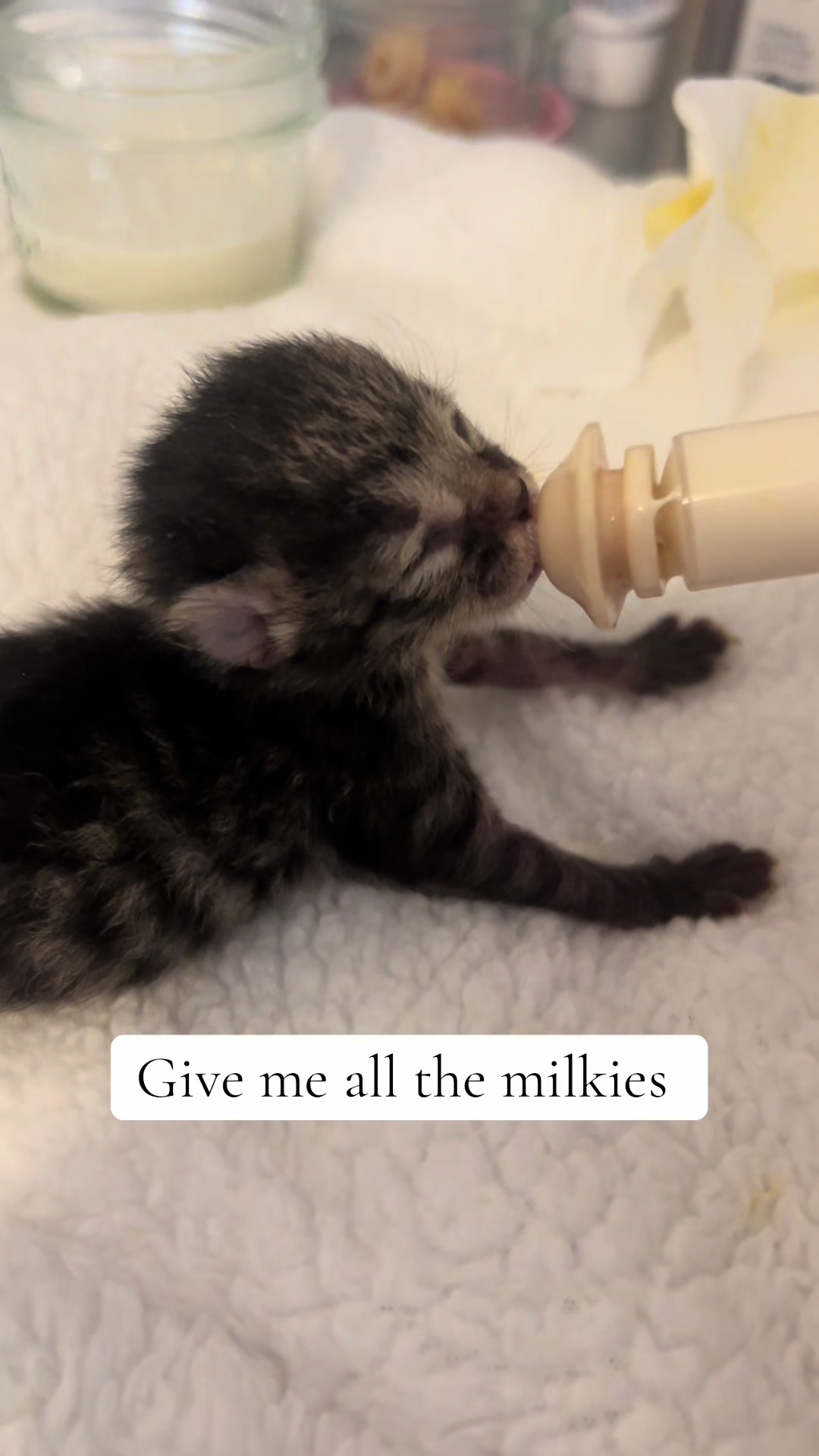 @Kitten.mama