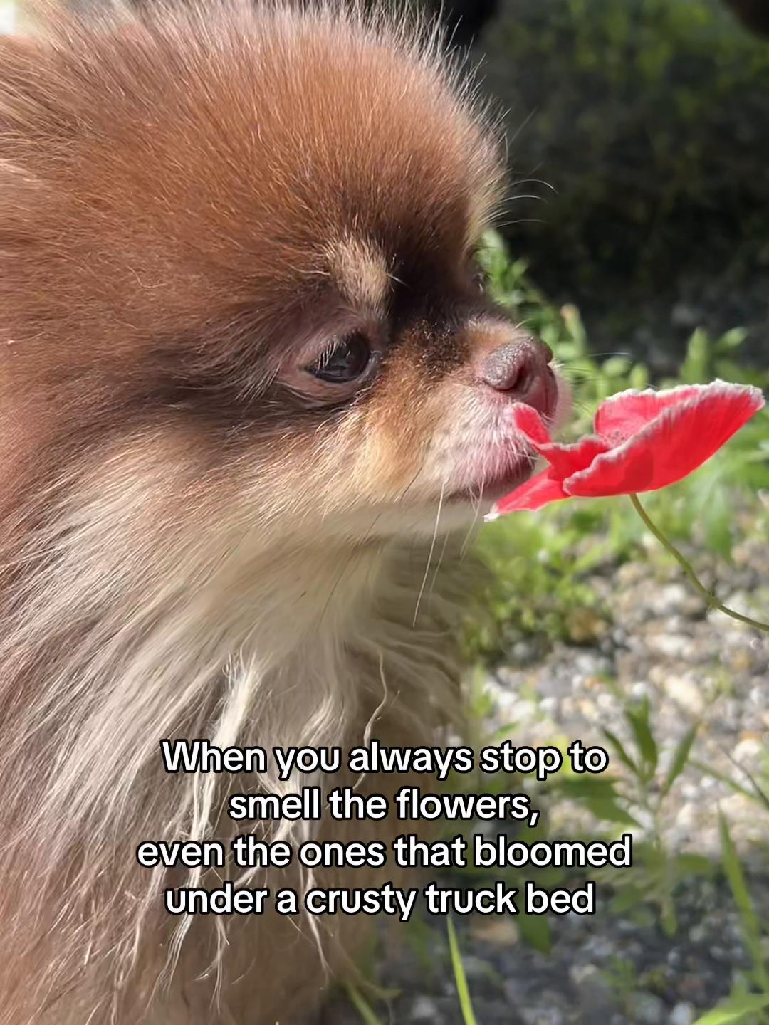 @Rooello