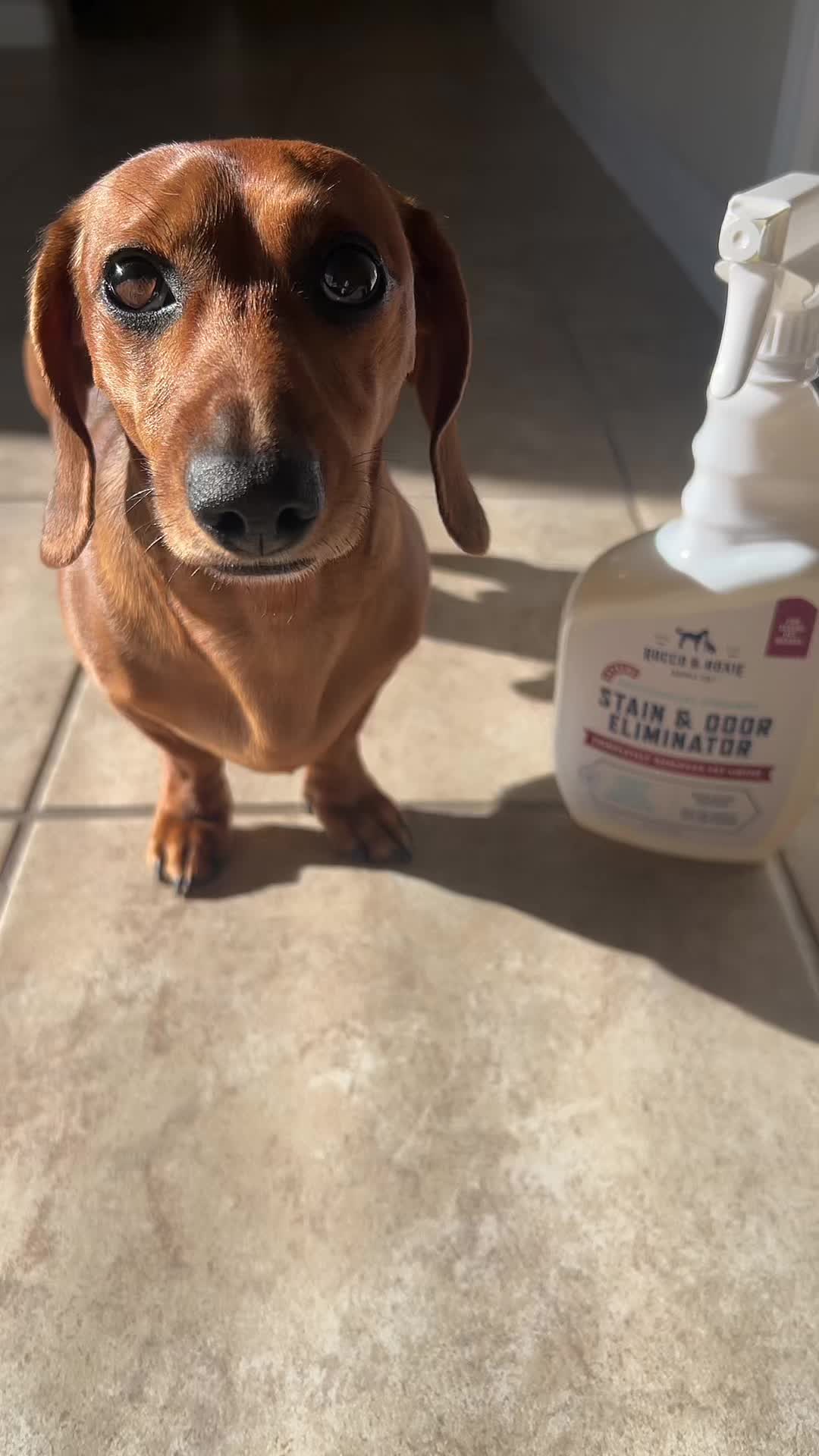 @Slinky Severus-Doo