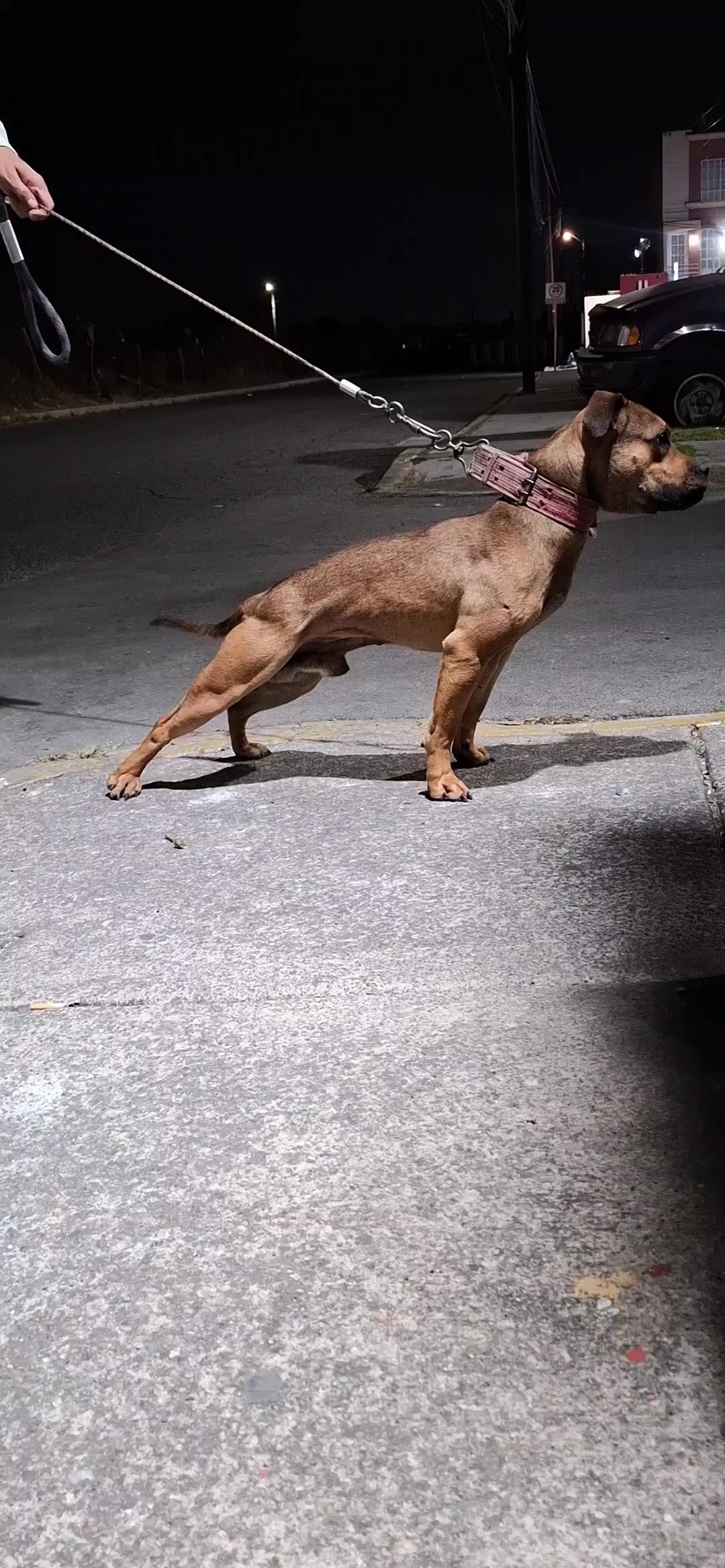 @TrueGamedogsMx214420