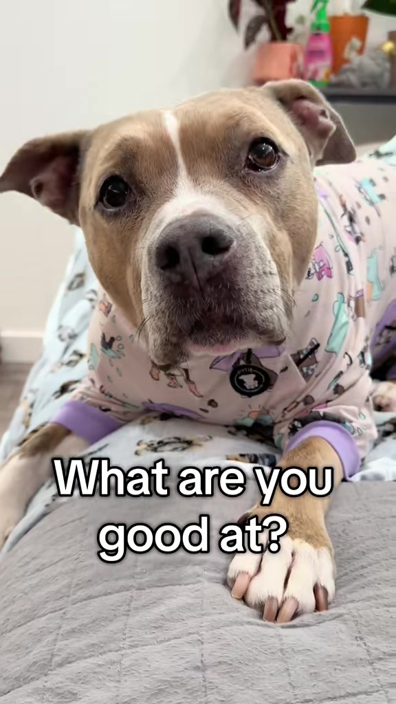 @Indie.pittie