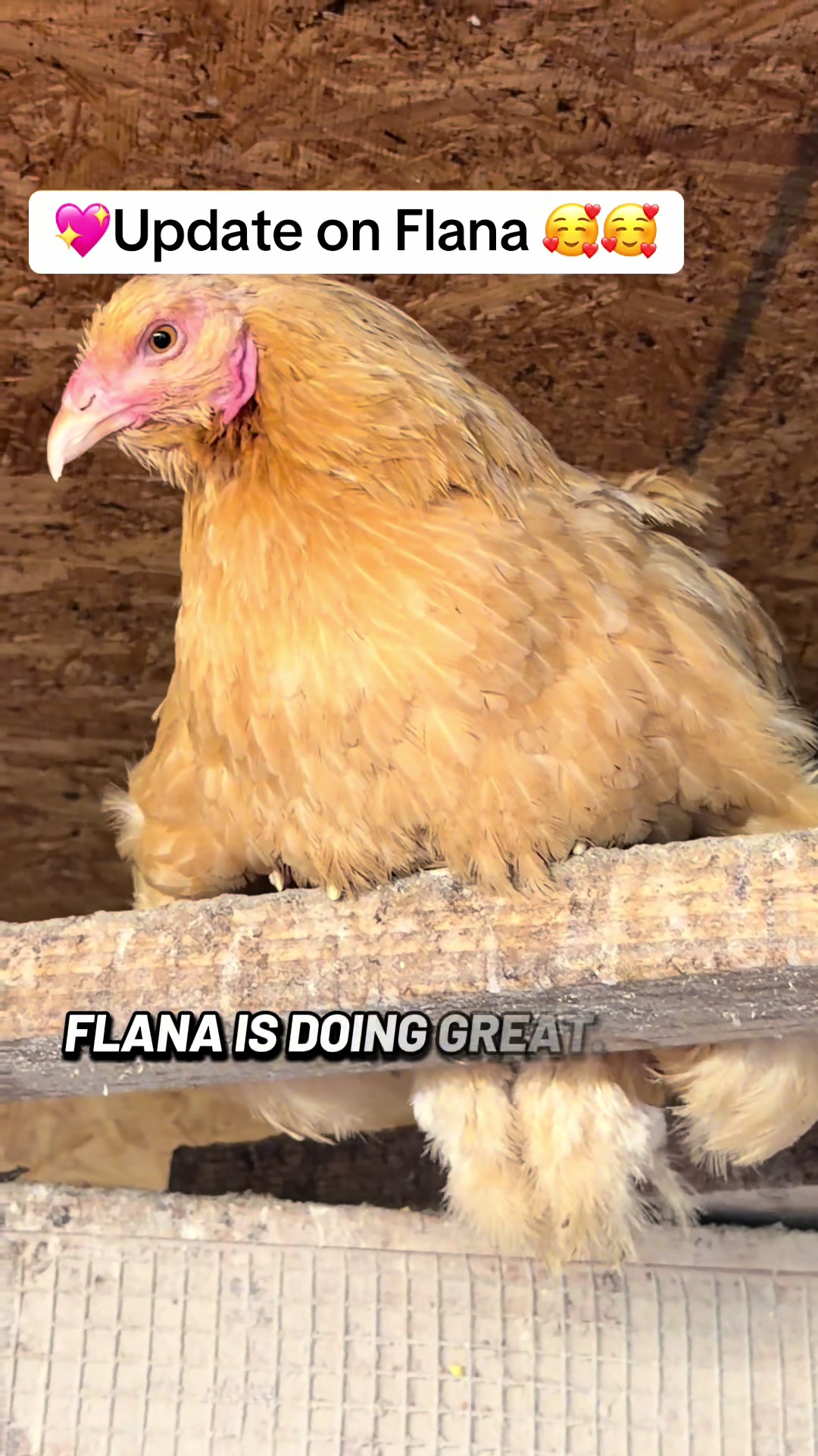 @NonniesFunnyFarm