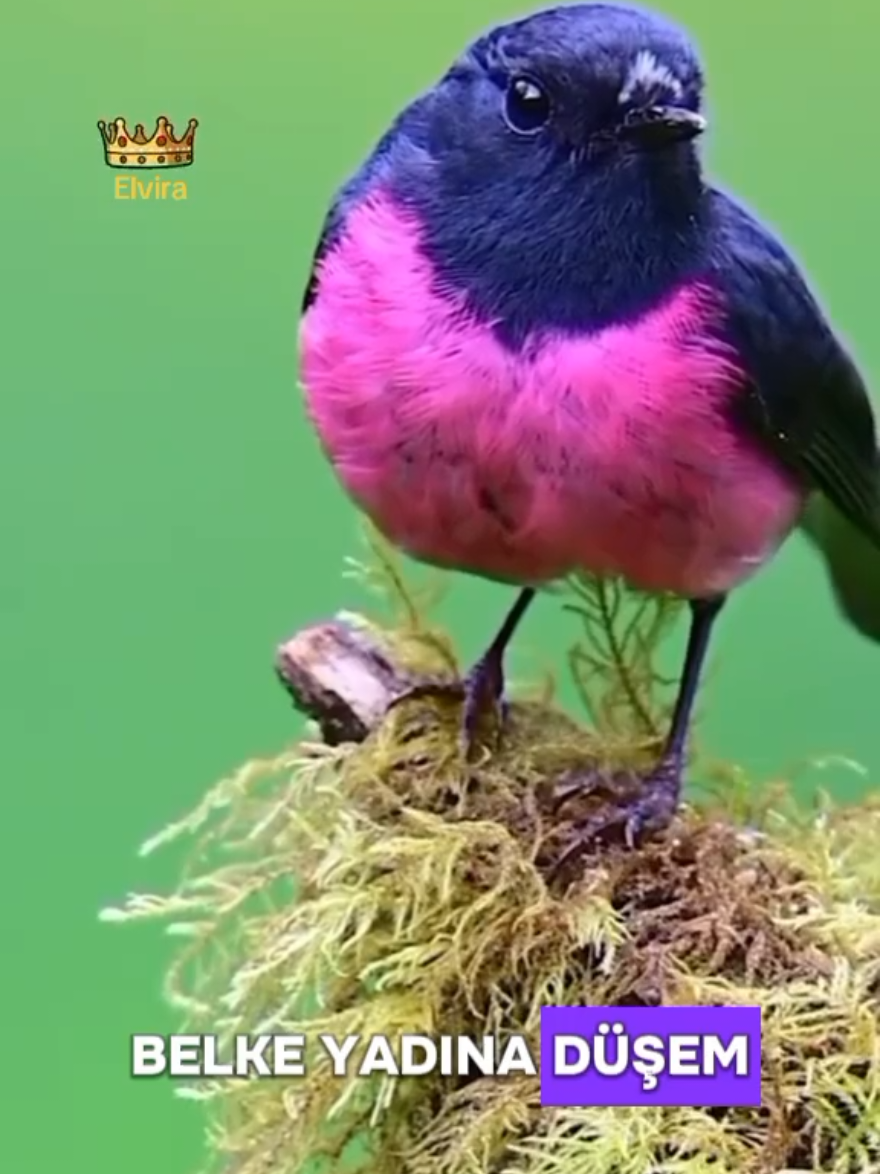 @𝙀𝙡𝙫𝙞𝙧𝙖👑