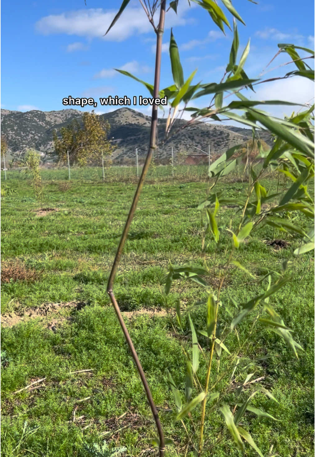 @Kalypso_permaculture_island