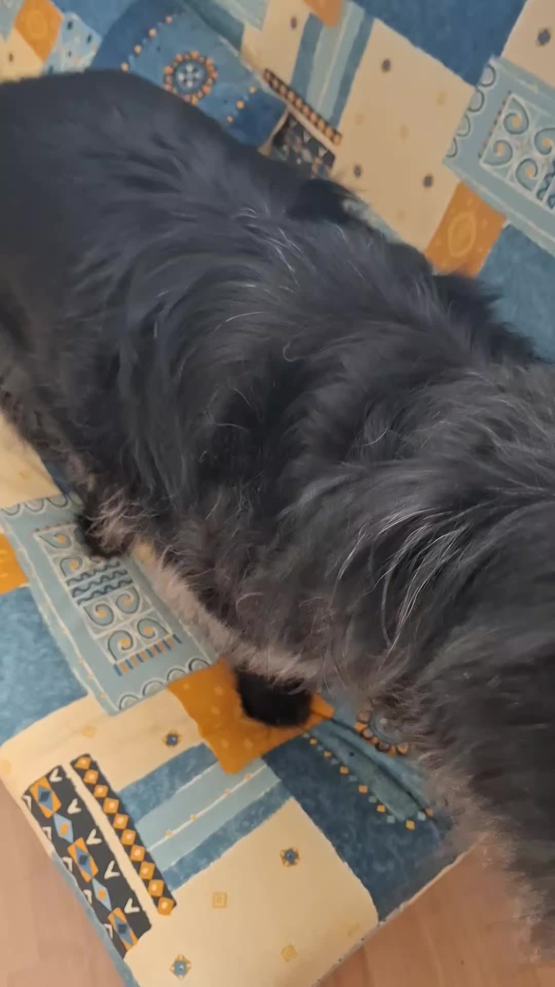 @DOG