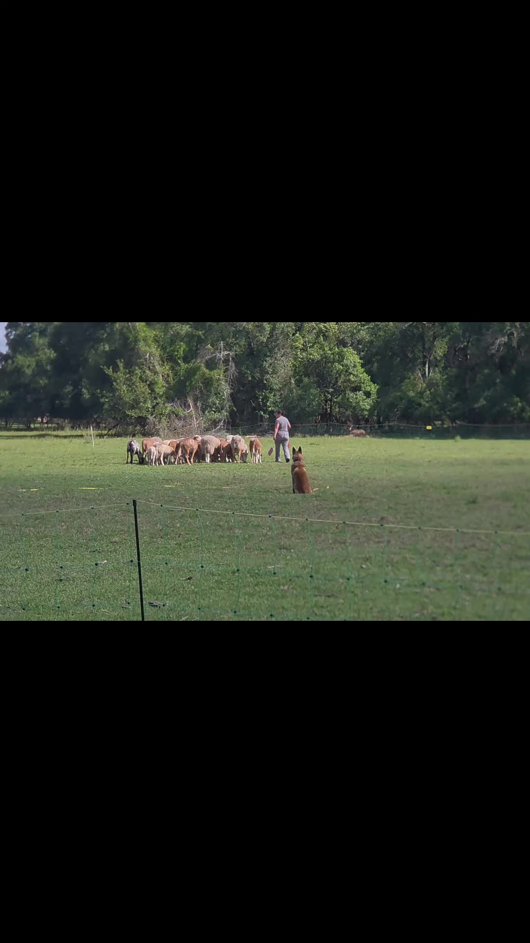@shepherdslanternherding