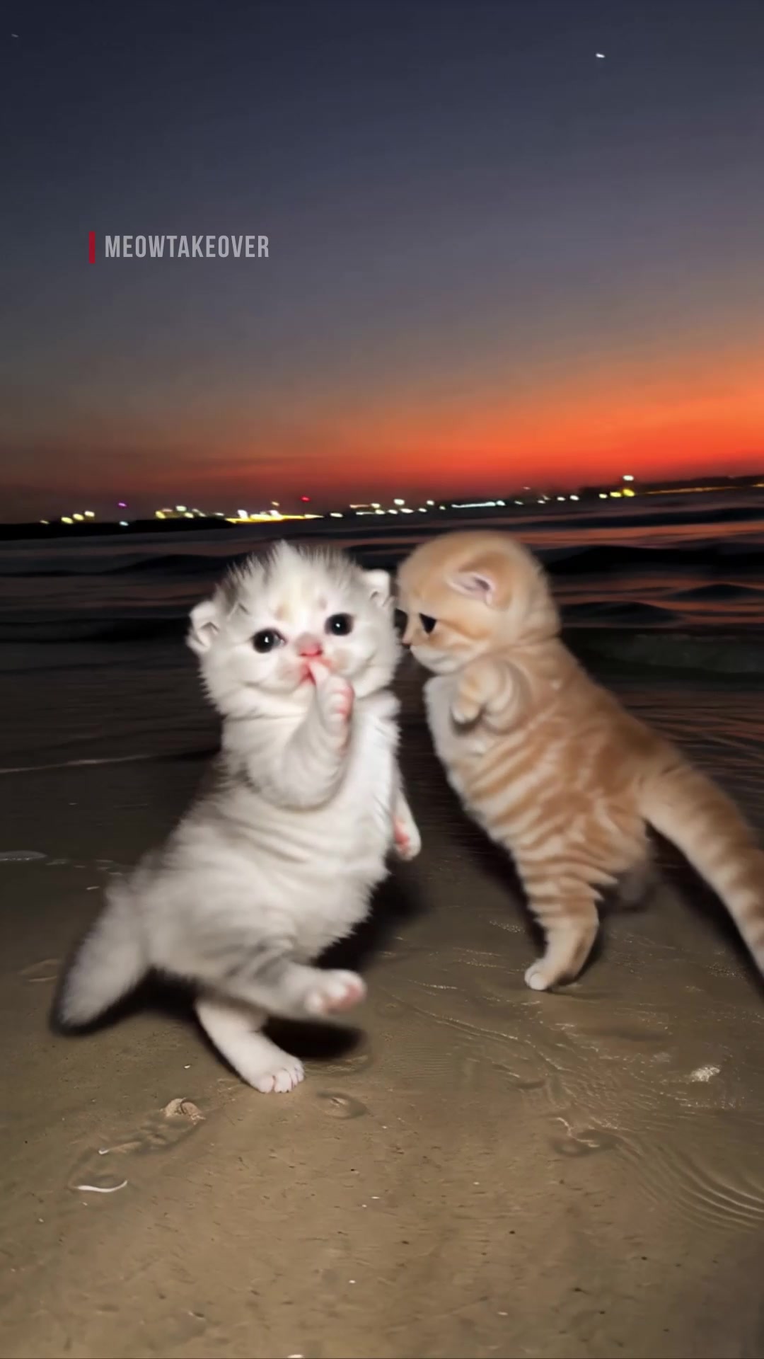 @meowtakeover