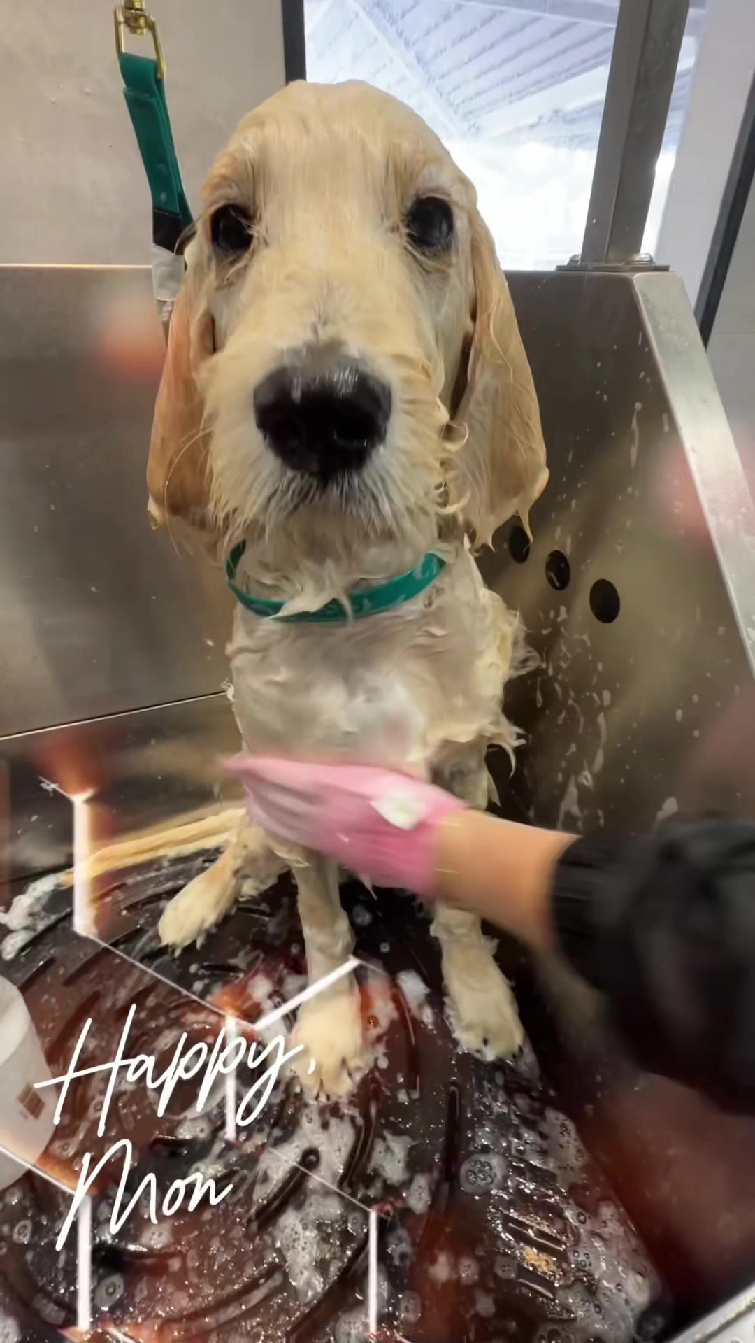 @DevenickDogs