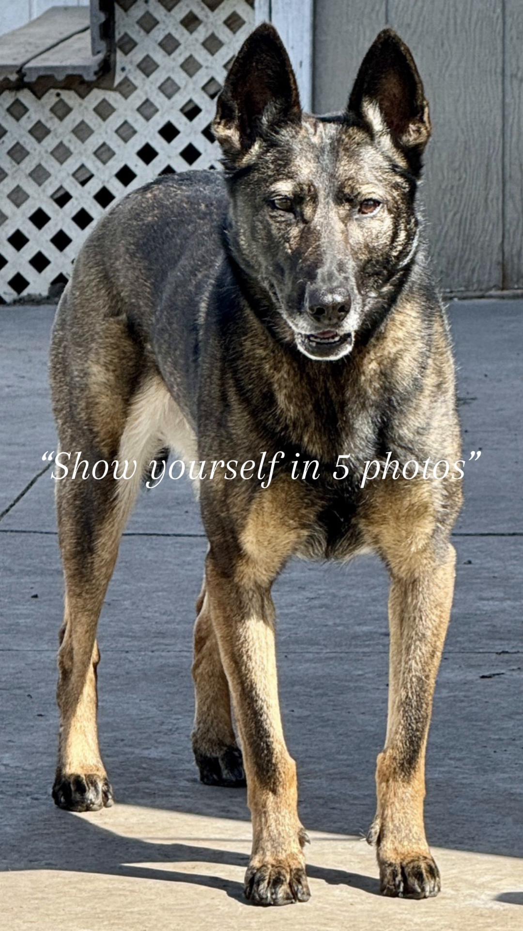@K9 Dina