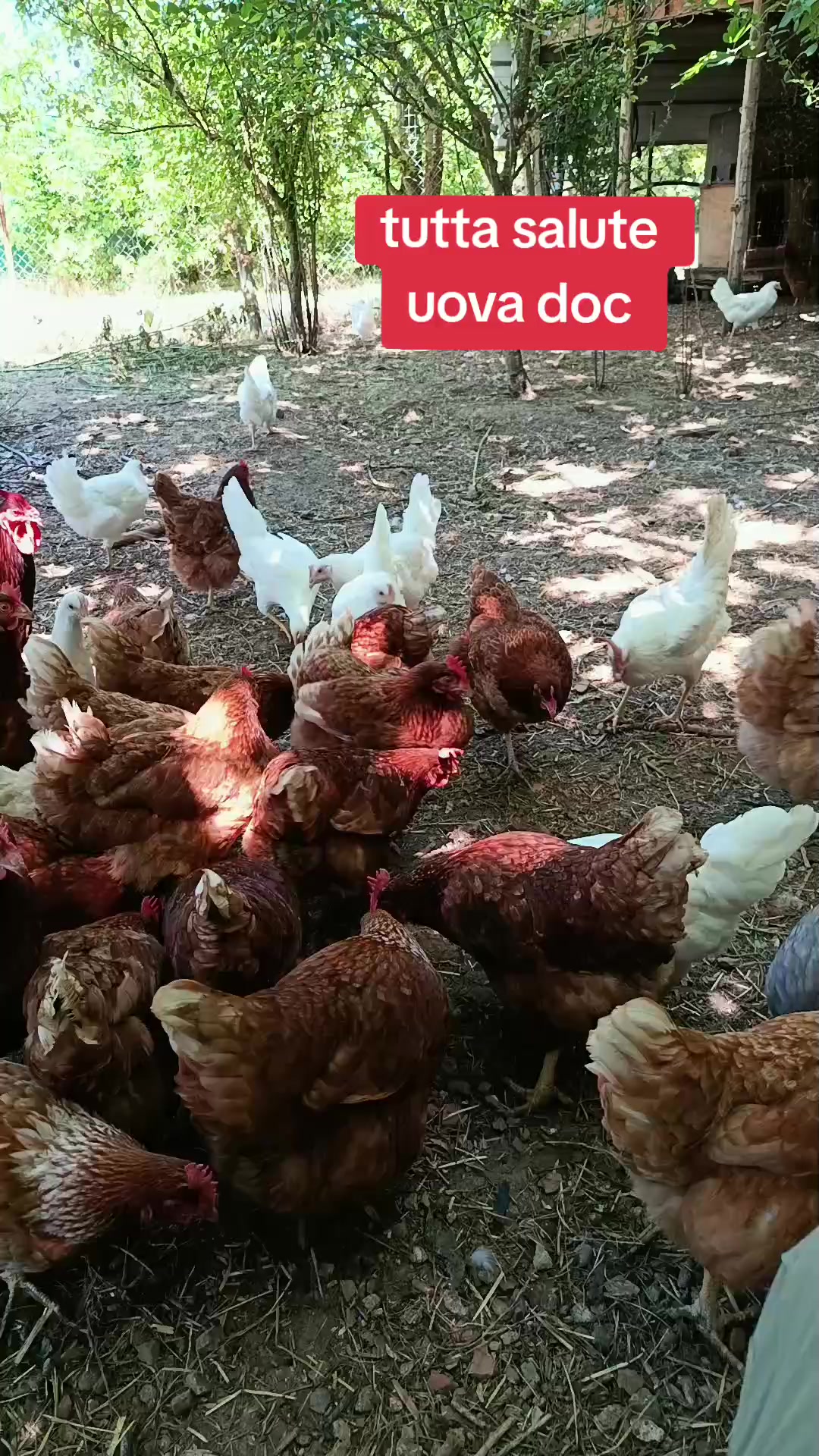 @Battista Fortunato