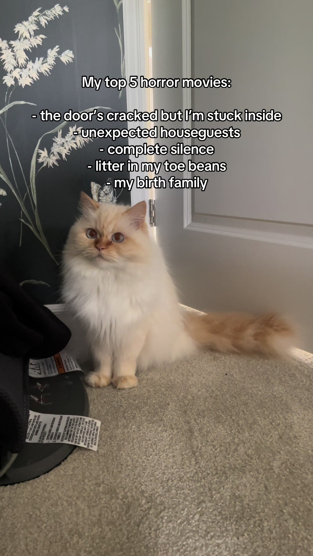 @Krista & Cats: BamBam & Bonnie