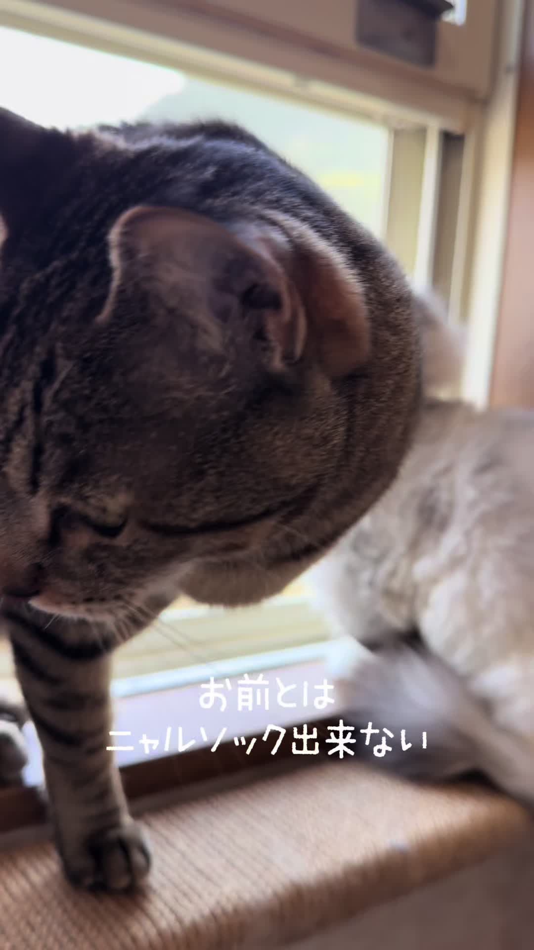 @ネコたまちゃんねる