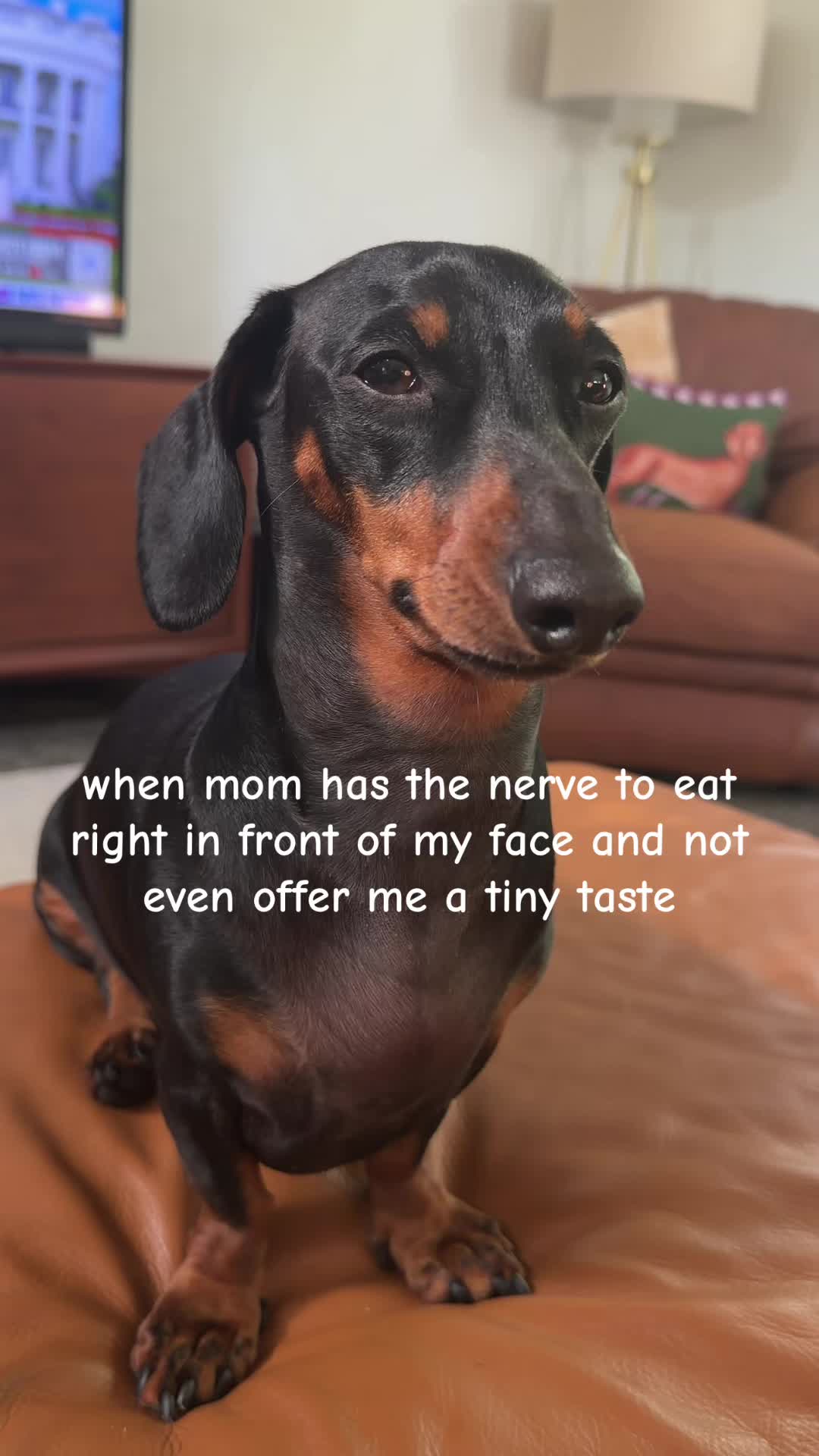 @Penny the Dachshund