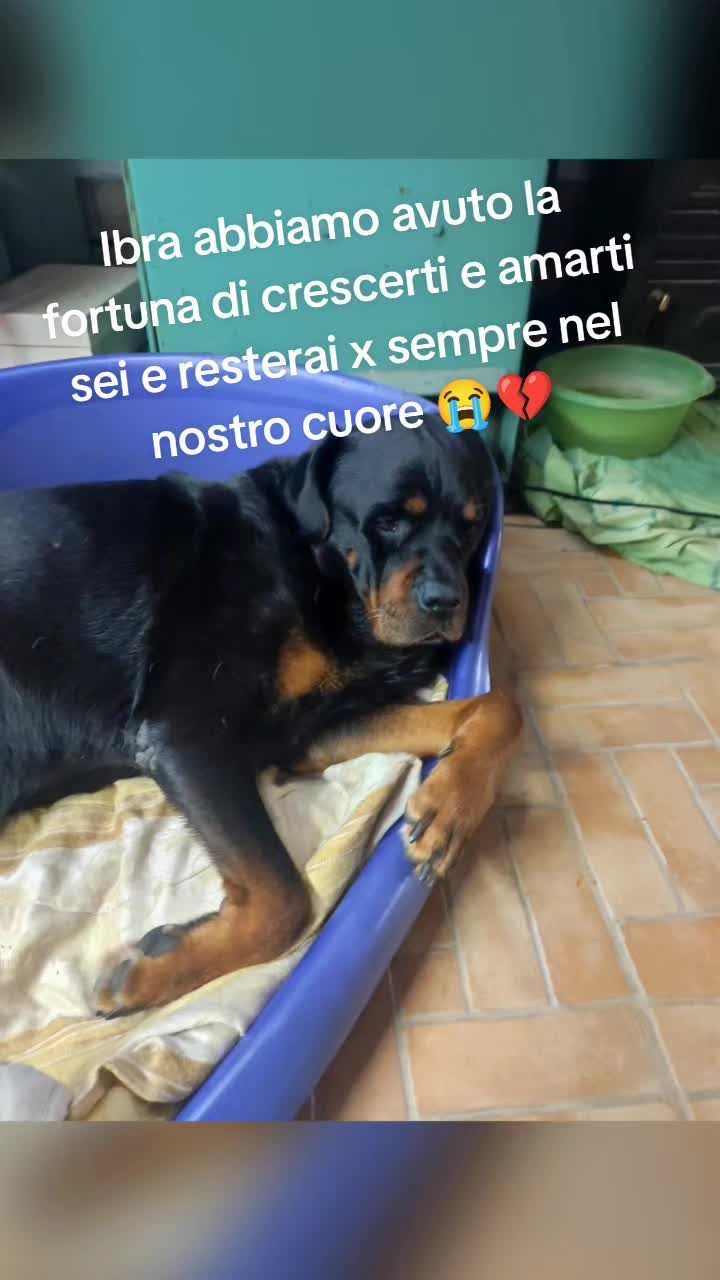 @la famiglia con i cani 🐾🥰