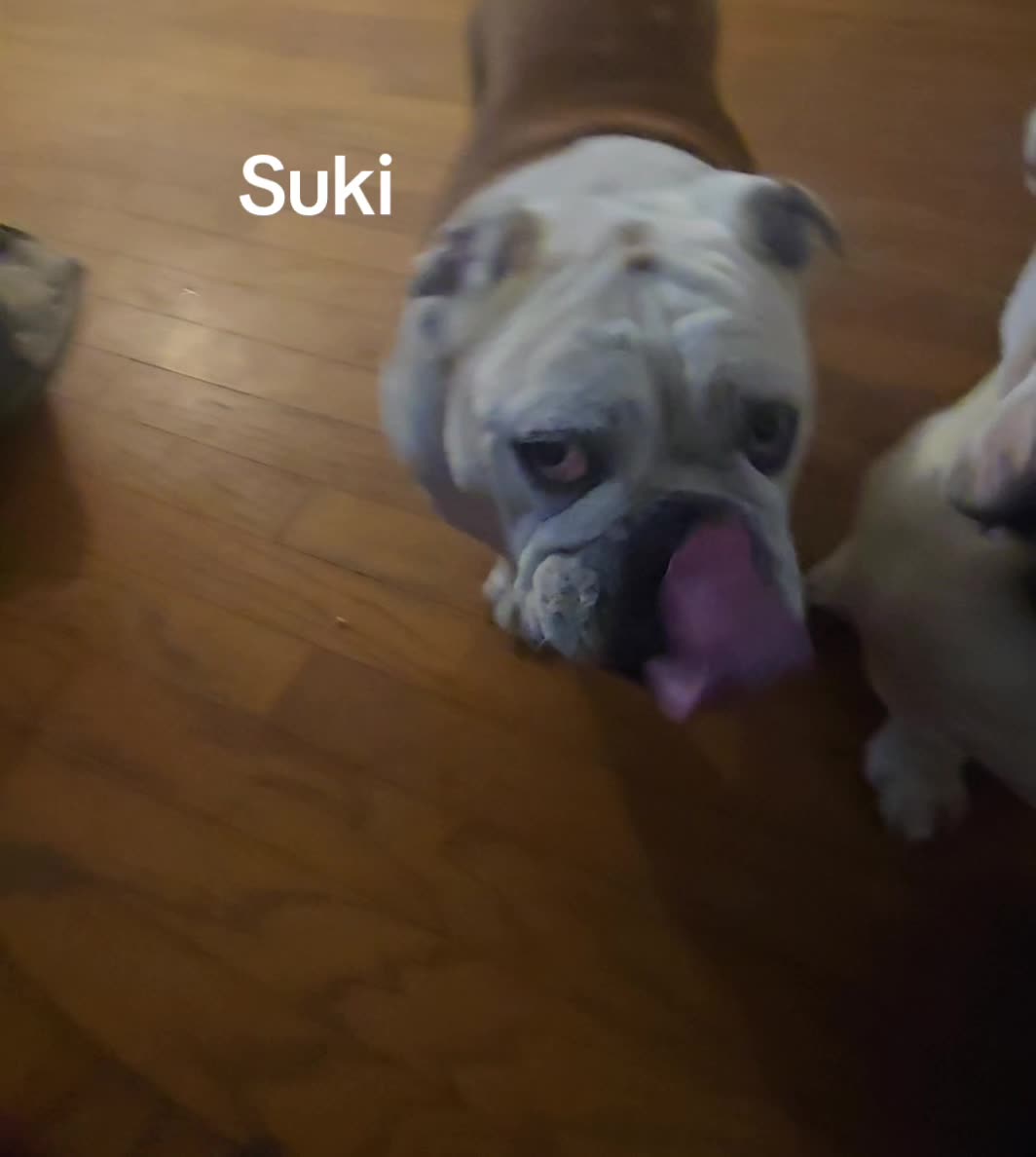 @BulldogTopiaInTexas💙💙💙💙💙
