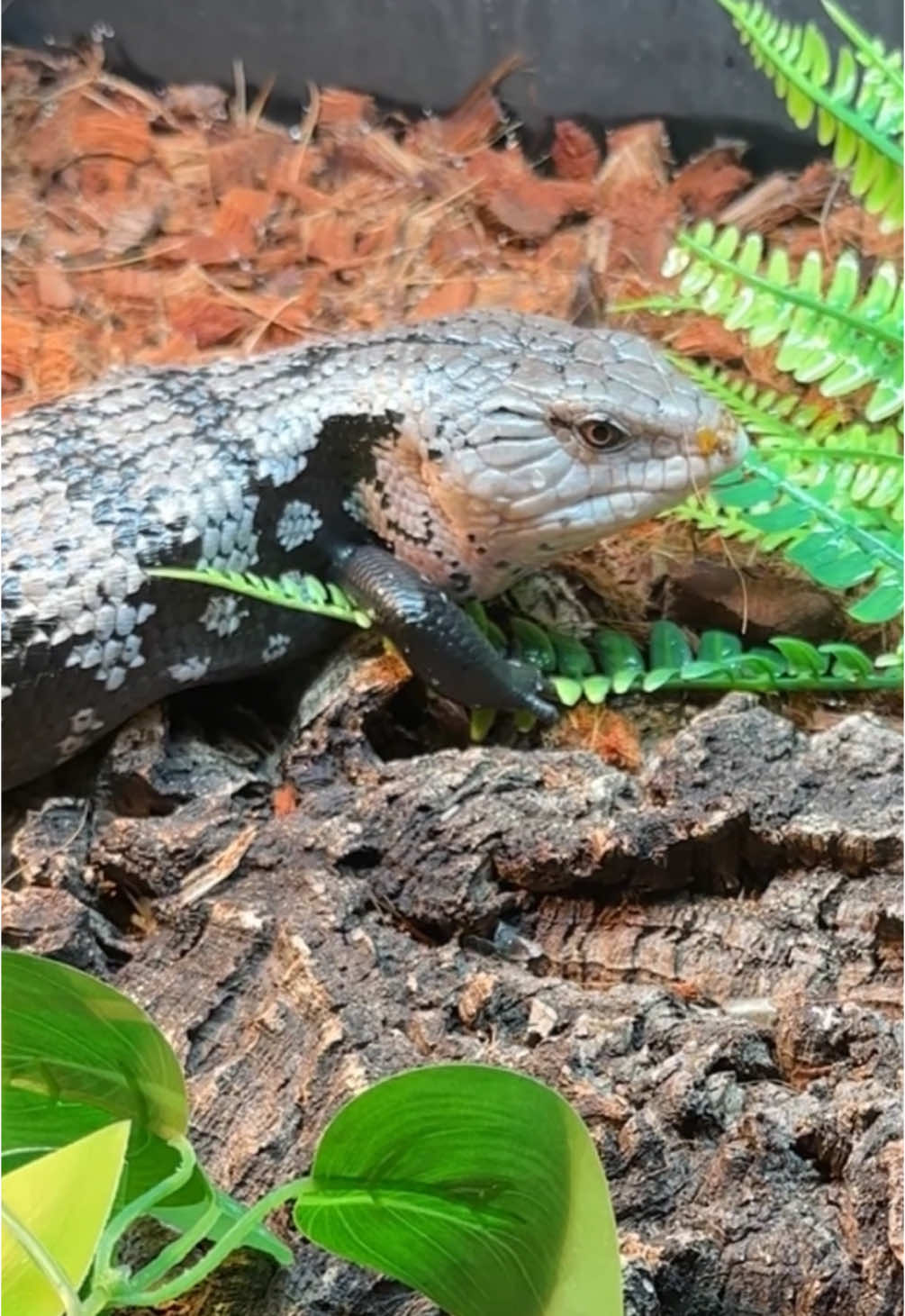 @Jax’s Reptiles!