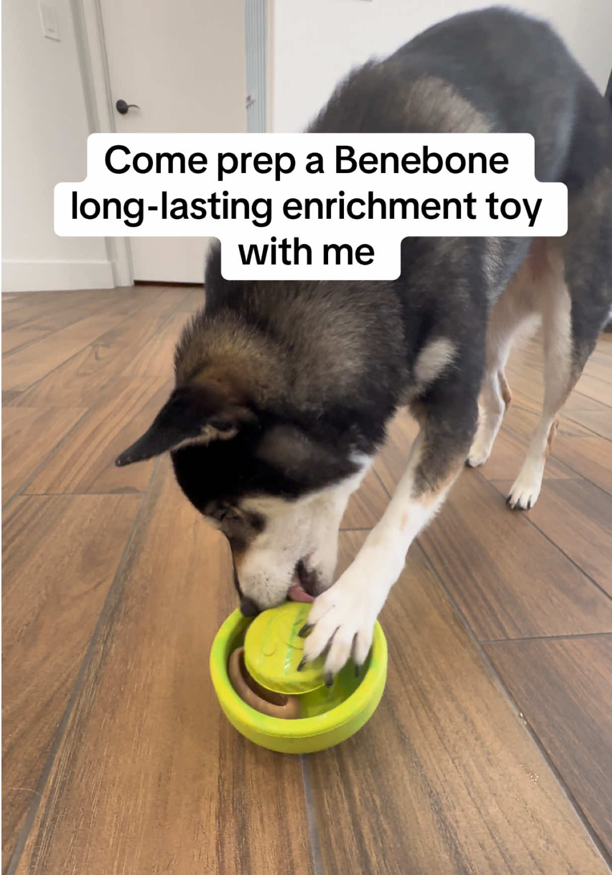 @Flock of Shibas 🐕🐕🐕