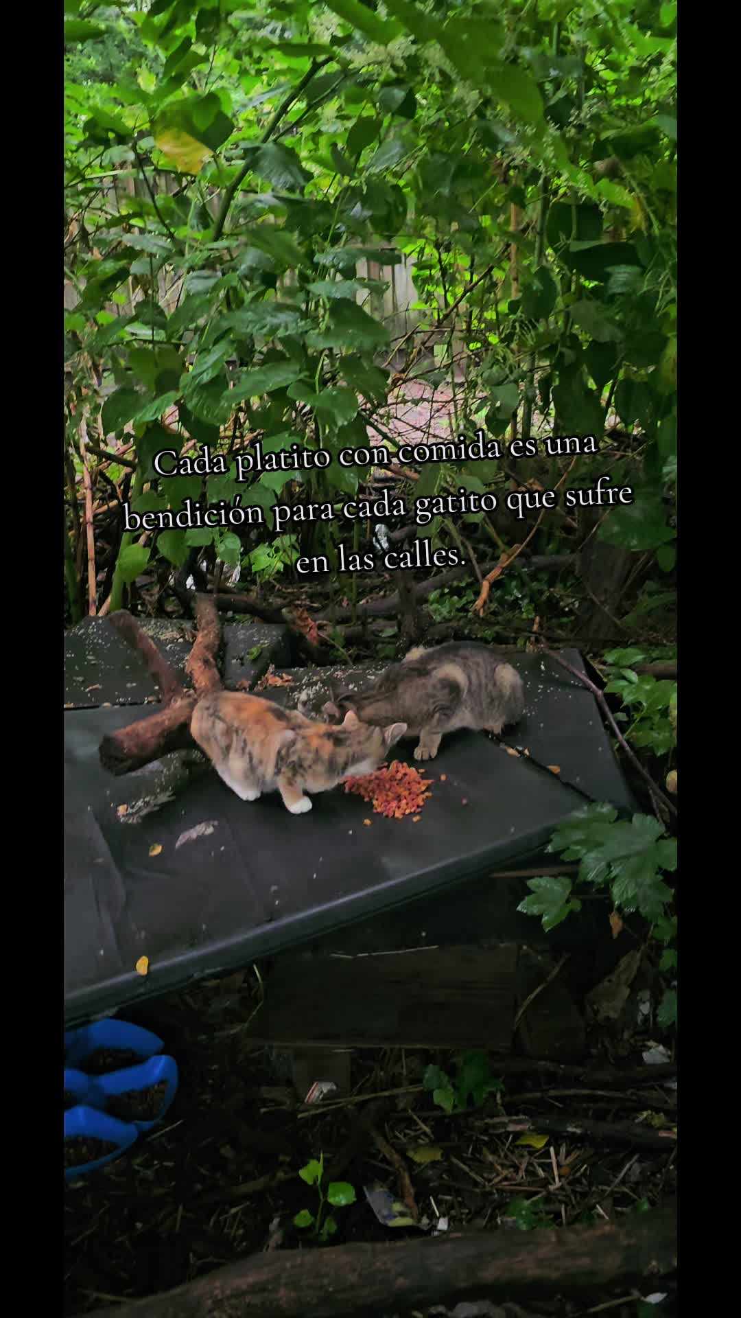 @🇲🇽Guli.Carrada 🐈⬛