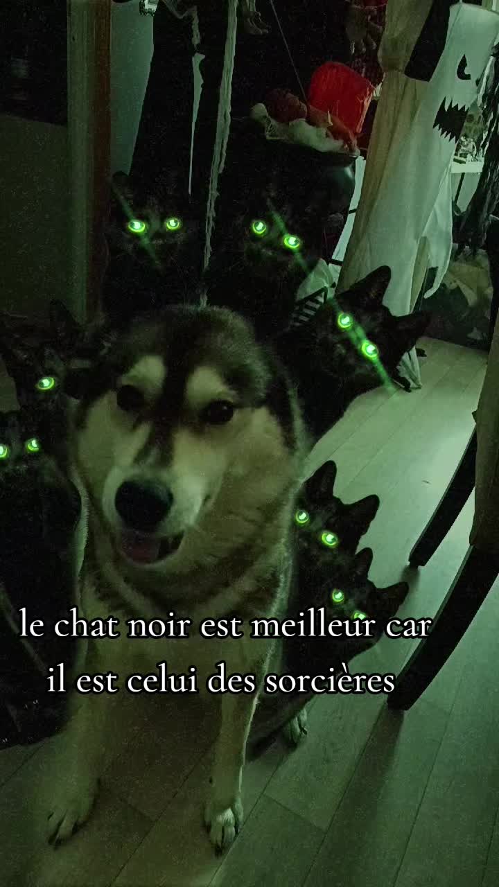 @dog et demon ➕😈 de lenfer ➕👻