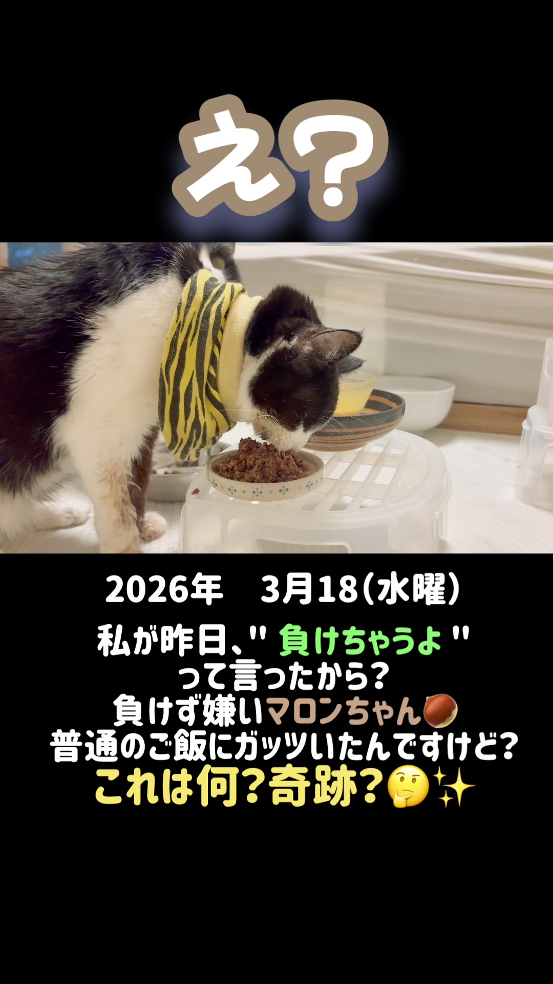 @ねこぷにもふ｜ホワイトシェパードのハクちゃん