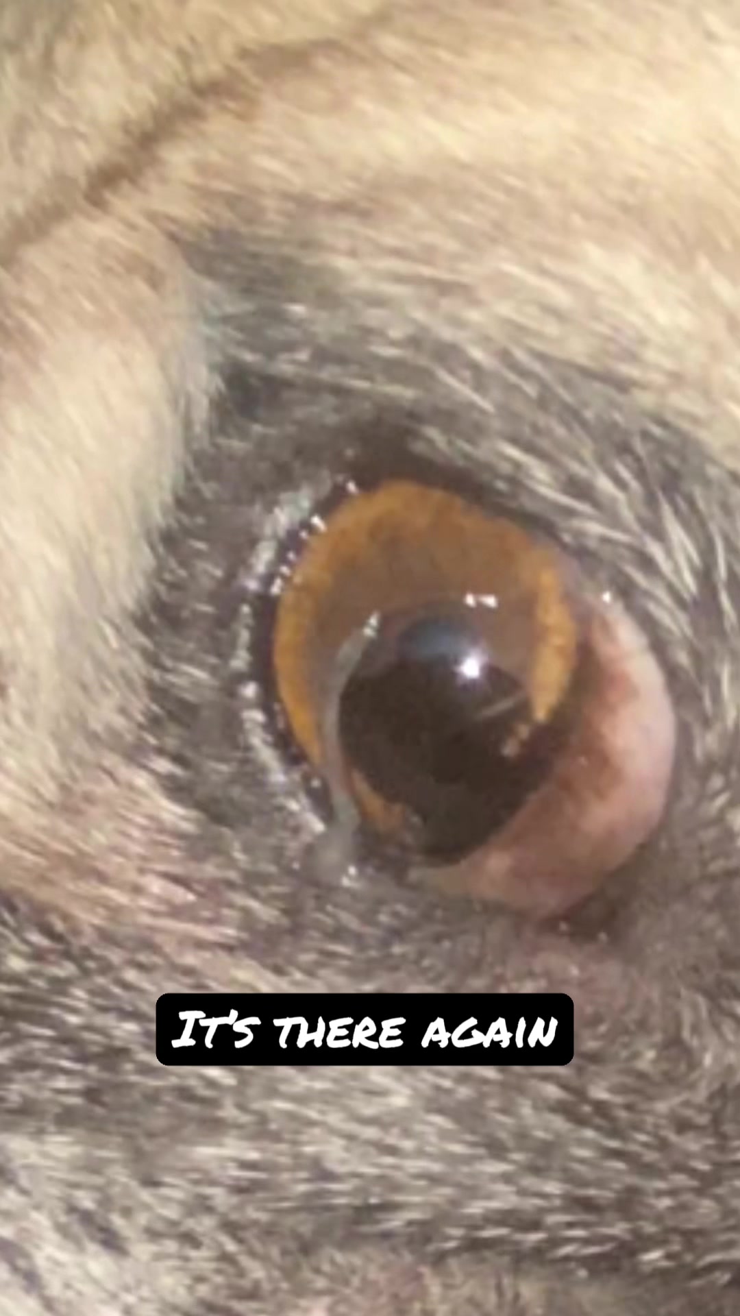 @pugloversuperhero