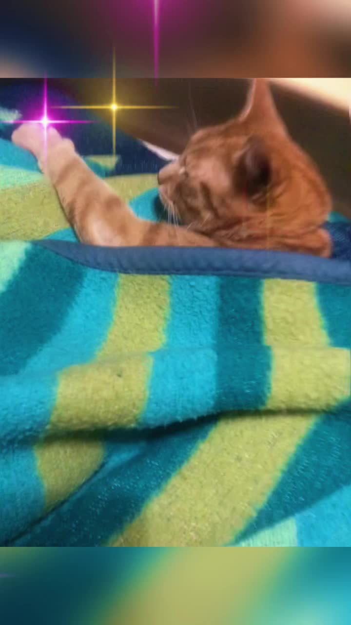 @Cat 💙