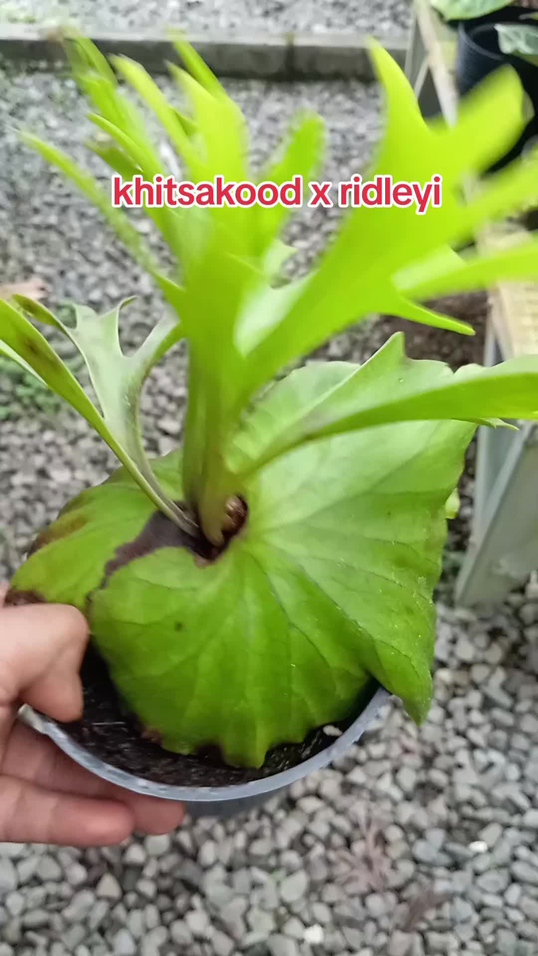 @LATANSA PLATYCERIUM NURSERY
