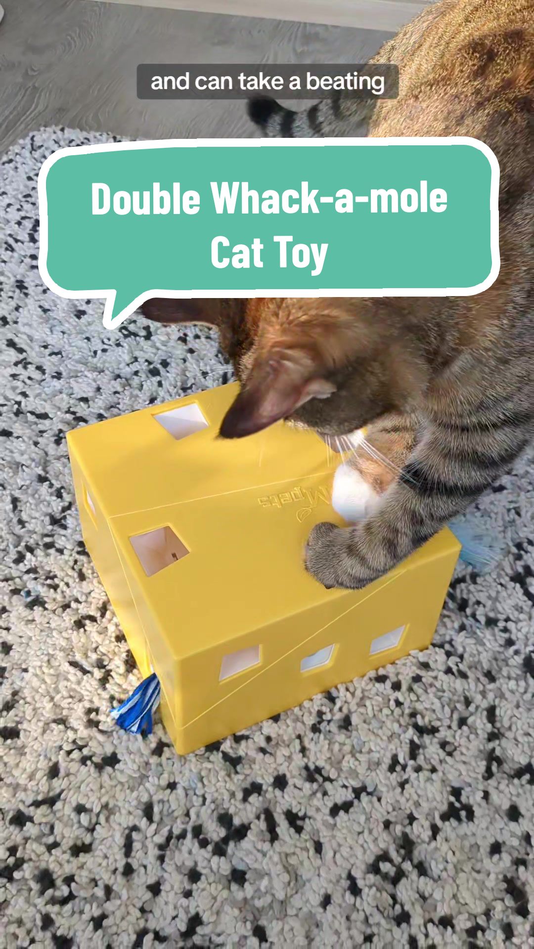 @Miss Mia the Tabby Cat