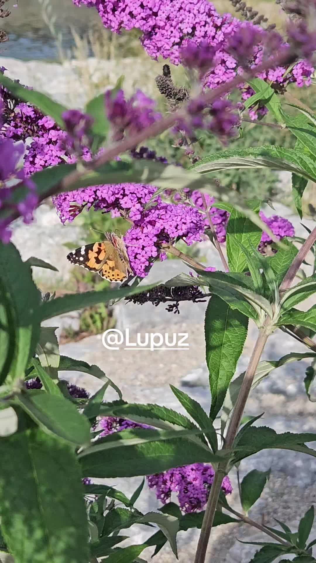 @🦋🍀Einfach_Binchen🐝🫶🏻